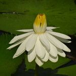 Nymphaea ampla Flor