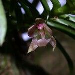 Dichaea panamensis 花