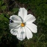Cosmos bipinnatus Blüte