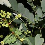 Zapoteca formosa Hábito