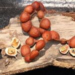 Osodendron altissimum Fruit