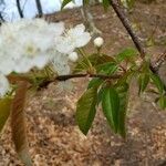 Prunus pensylvanica Folha