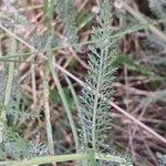 Achillea millefolium Frunză