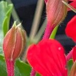 Pelargonium peltatum Fruto