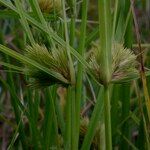 Carex bohemica Плід