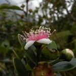 Eugenia buxifolia പുഷ്പം