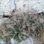 Limonium cordatum Συνήθη χαρακτηριστικά