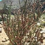 Bougainvillea spinosa Staniste