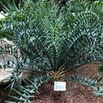 Encephalartos horridus Hábitos