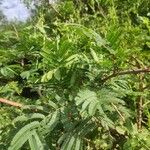 Acacia ataxacantha Hostoa