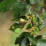 Dialium tessmannii Fruto