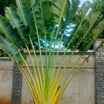 Strelitzia nicolai Φύλλο