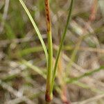 Dianthus virgineus 叶