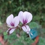 Pelargonium myrrhifolium Kvet