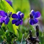 Viola pyrenaica Leaf