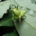 Sclerocroton cornutus Φρούτο