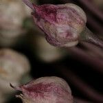 Allium atroviolaceum x Allium polyanthum Çiçek