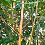 Phyllostachys aureosulcata Frunză