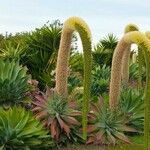 Agave attenuata Habit