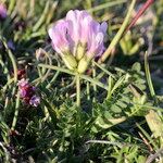 Oxytropis jacquinii Flor