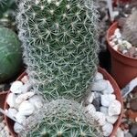 Mammillaria spinosissima Hoja