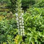 Acanthus mollis L.Fleur