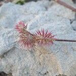 Onobrychis caput-galli Fruit