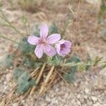 Geranium viscosissimum Blomst