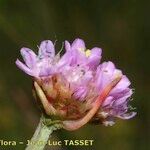 Armeria canescens Blomst