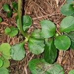 Moneses uniflora Leaf