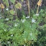 Aethusa cynapium Habit