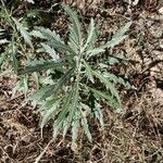 Senecio pterophorus Leaf