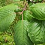 Frangula purshiana Leaf