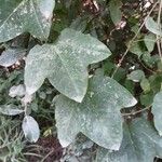 Passiflora lutea Leaf