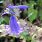 Hyacinthoides hispanica Fleur