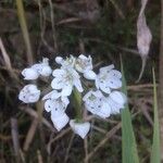 Allium massaessylum Fleur