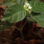 Hymenocoleus libericus Hoja