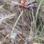 Biophytum umbraculum Hábito