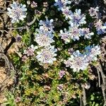 Iberis procumbens Fiore