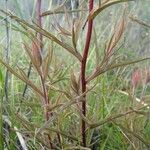 Castilleja subinclusa Lehti