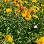 Inula salicina Likasa