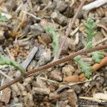Chaenactis glabriuscula Corteza