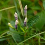 Ruellia tuberosa फूल