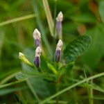 Ruellia tuberosa Çiçek