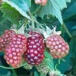 Rubus scaber Fruit