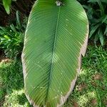Calathea lutea List