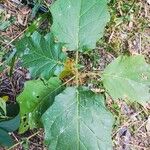 Solanum torvum Leaf