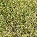 Trifolium squamosum Yaprak