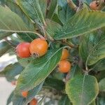 Crataegus crus-galli Fruit