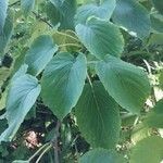 Davidia involucrata List